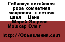 Гибискус-китайская роза комнатная,махровая,4х летняя,цвел. › Цена ­ 500 - Марий Эл респ., Йошкар-Ола г.  »    